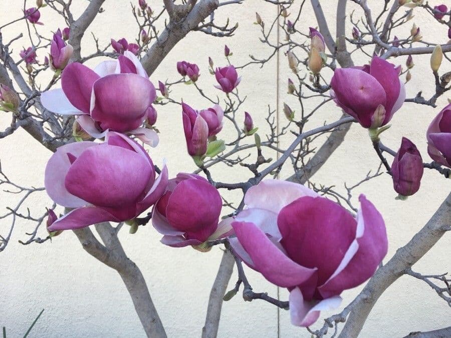 Soulanges-Magnolie 7