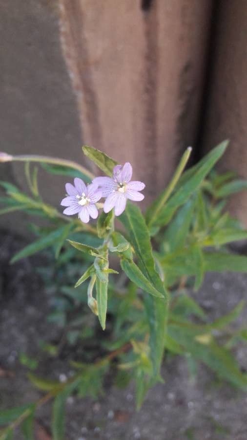 Epilobio ciliato 10