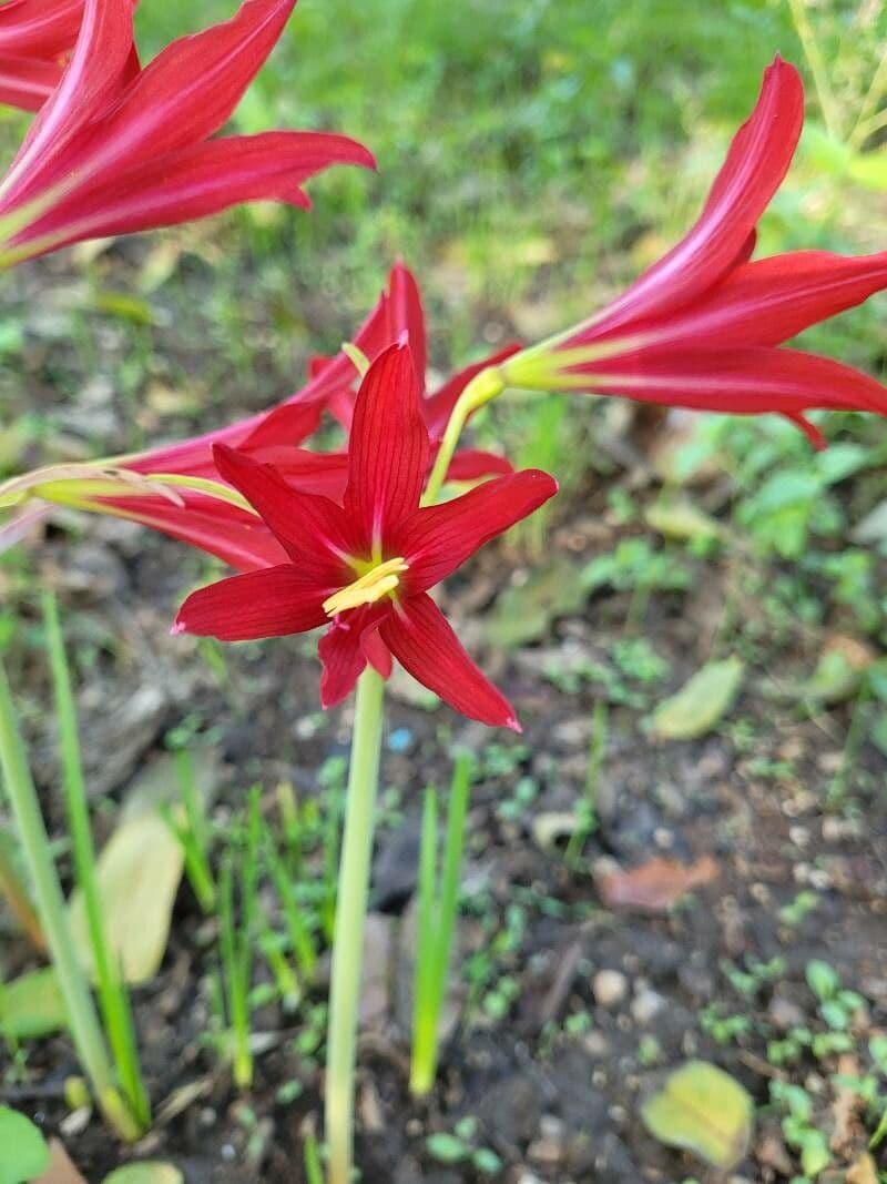 Rhodophiala 5