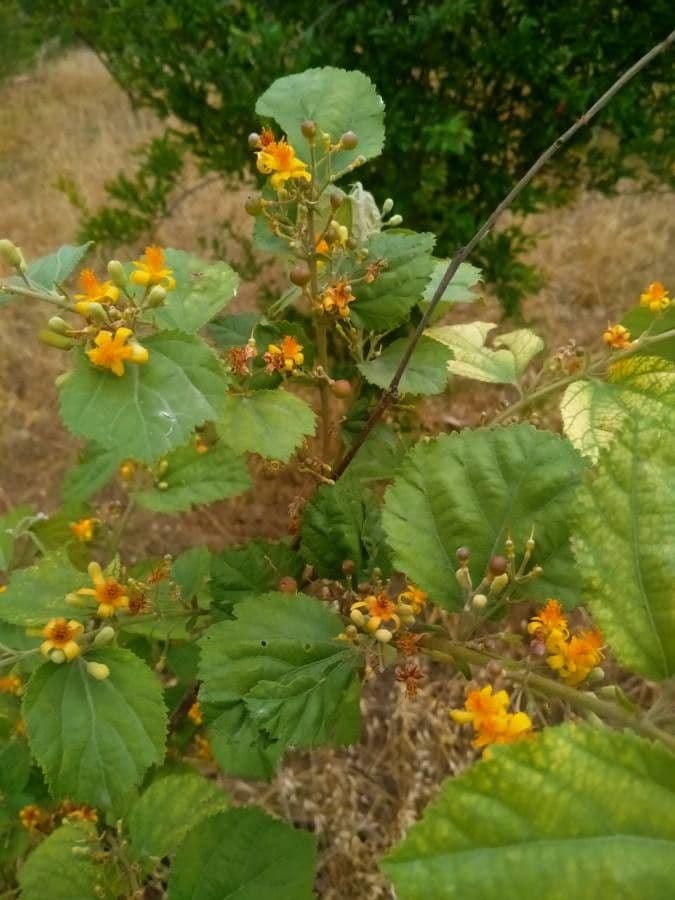 Grewia asiatica 12