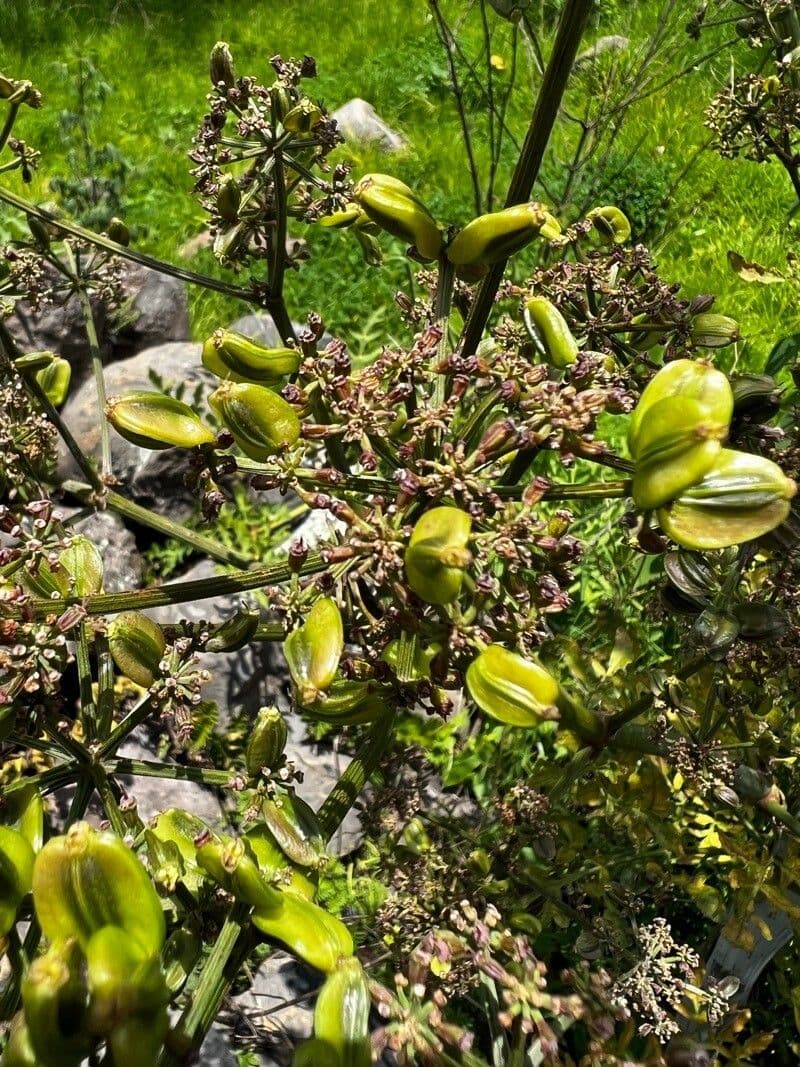 Prionosciadium