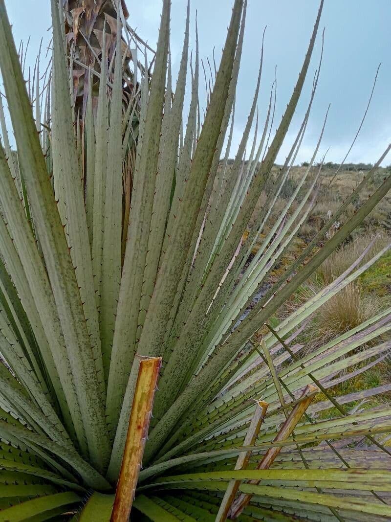 Goudots Puya 3