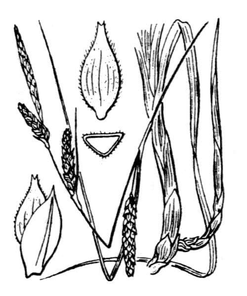 Fransensegge 20