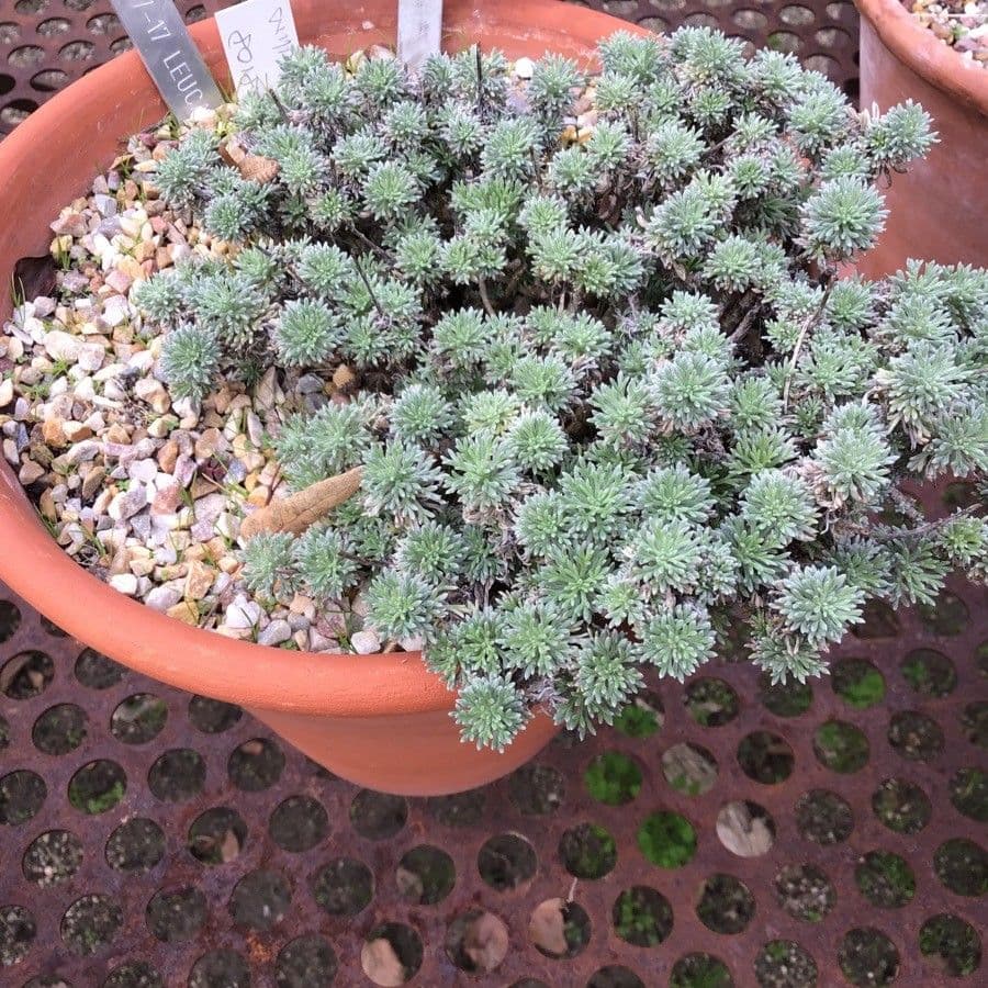 Leucanthemopsis 8