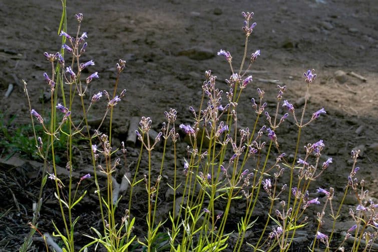 Penstemon esile 10