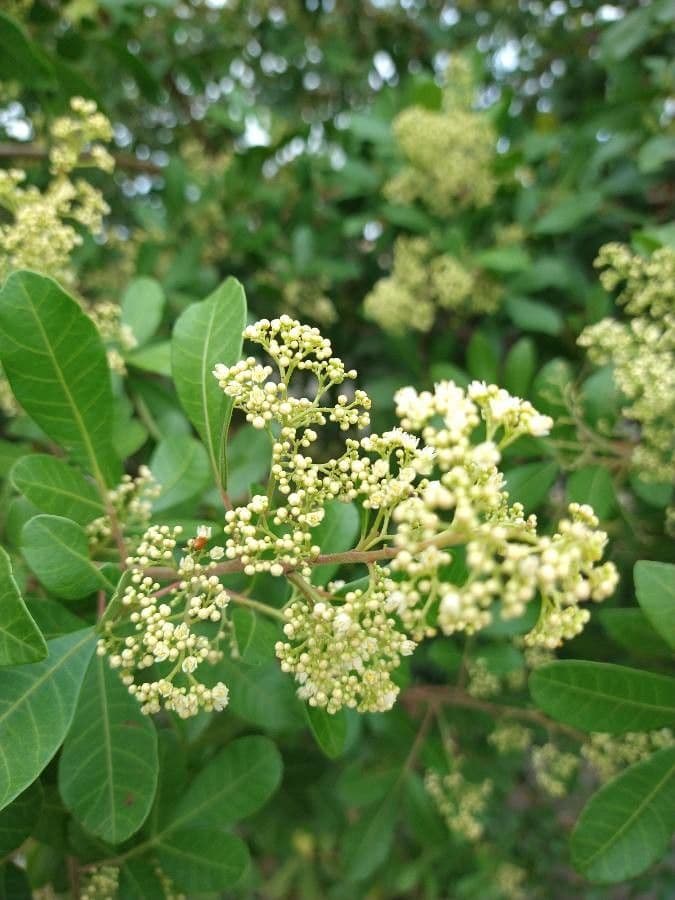 Brazilian peppertree 6