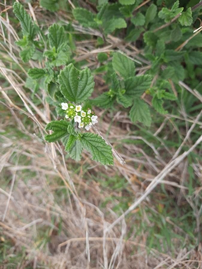 Lantana 9