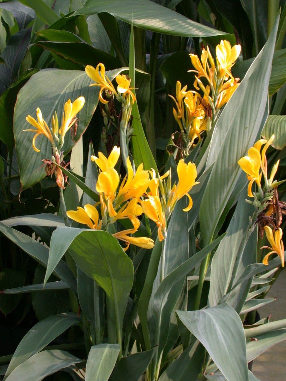 Schlaffe Canna 9