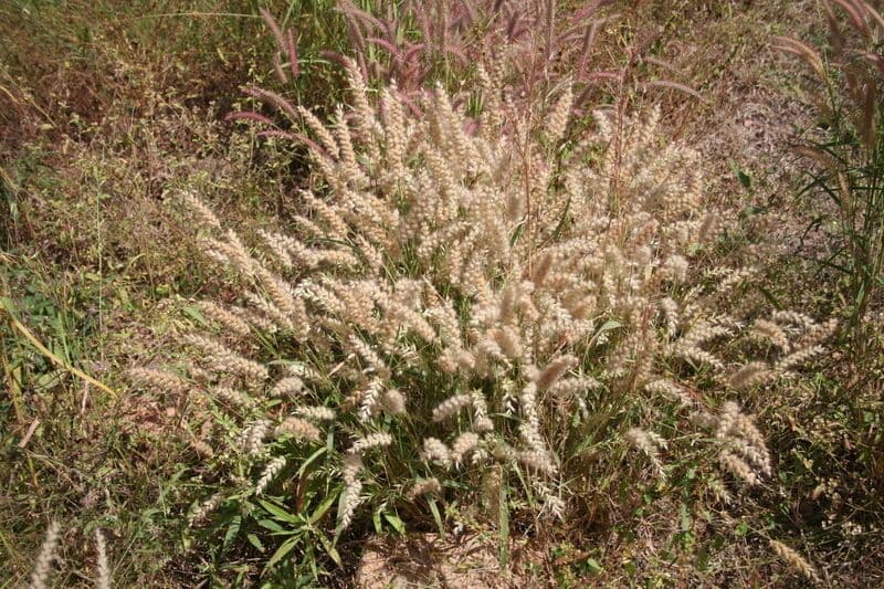 Erba fontana pelosa 9