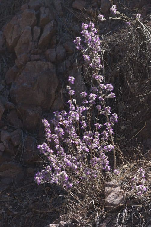 Dalea 6