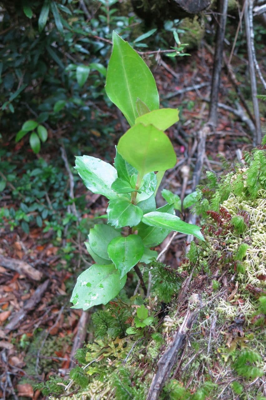 Griselinia 19