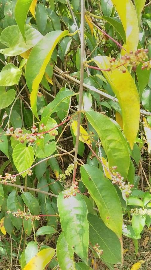 Trichostigma 8