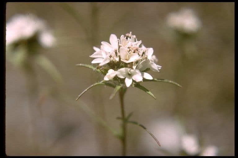 Calycadenia multiglandulosa 4