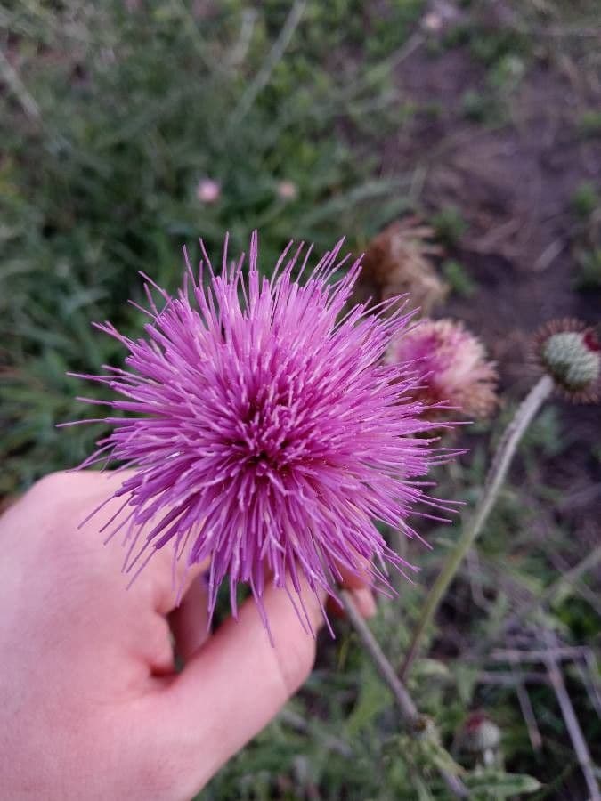 Texas-Distel 16