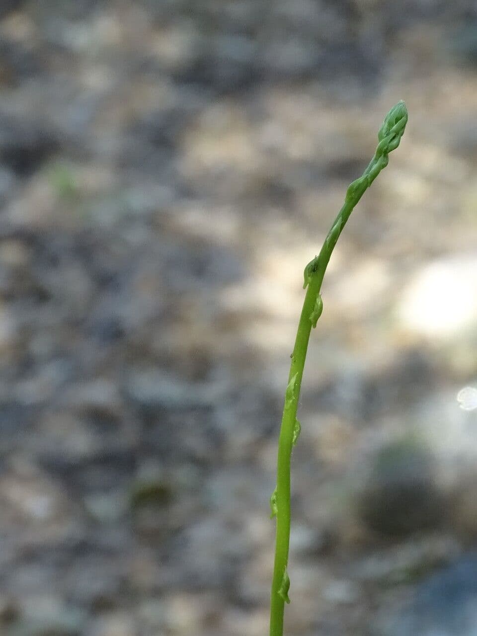 Asparago selvatico 24
