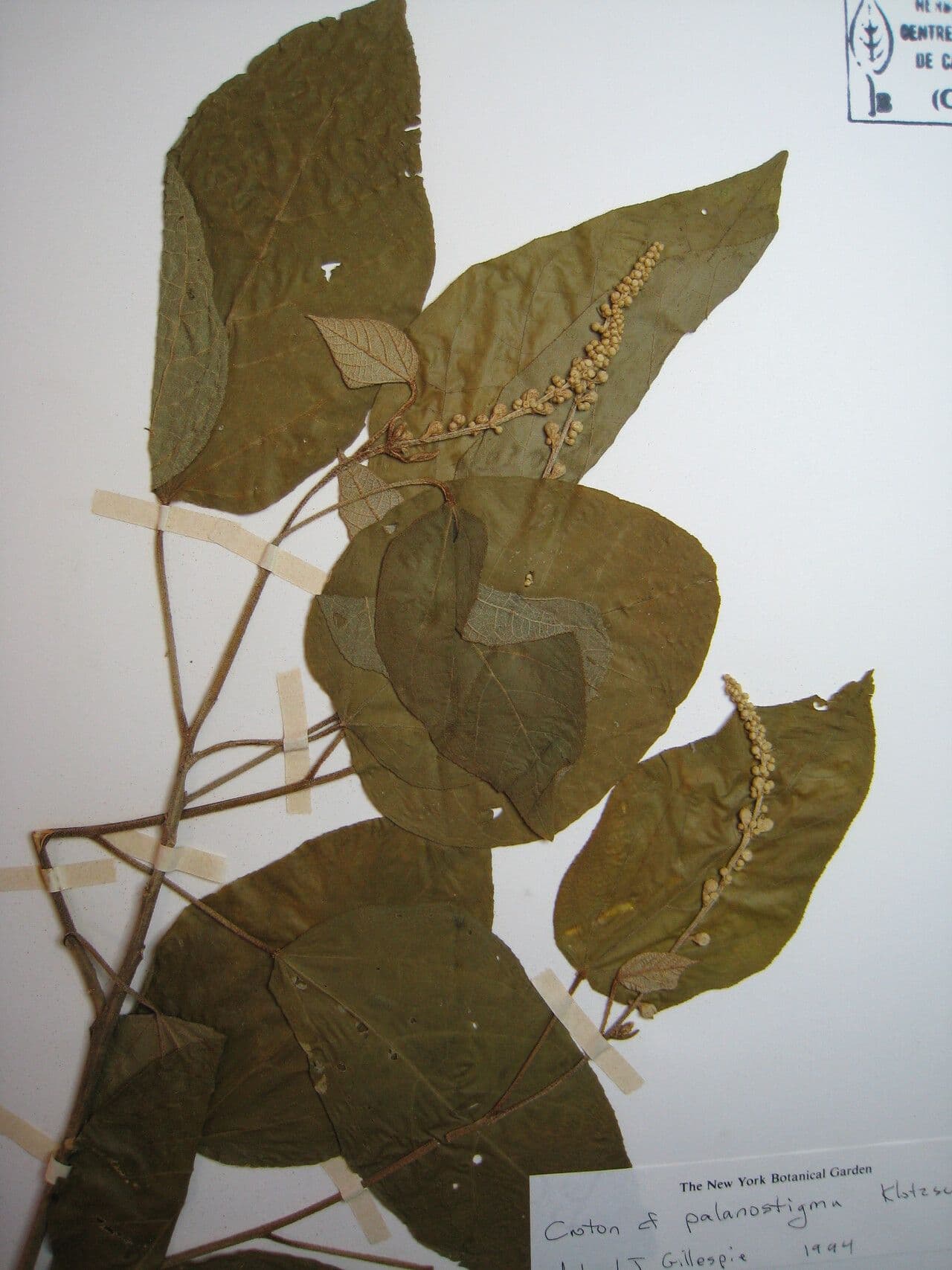 Croton 4