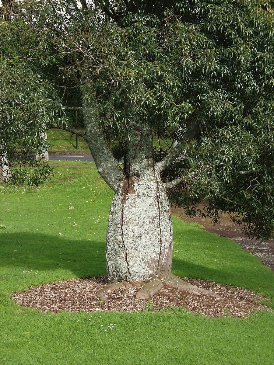 Brachychiton 11