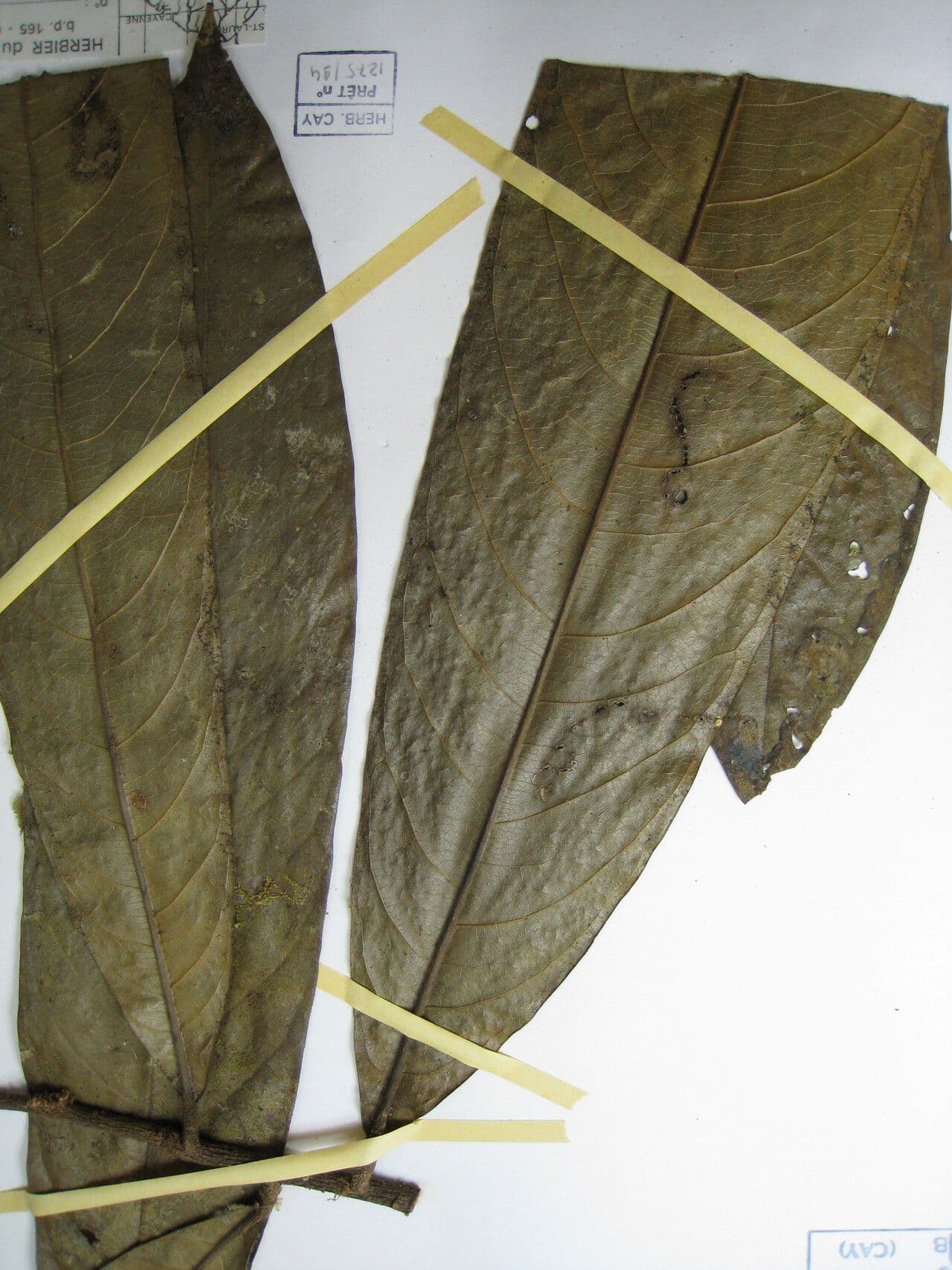 Duguetia 10