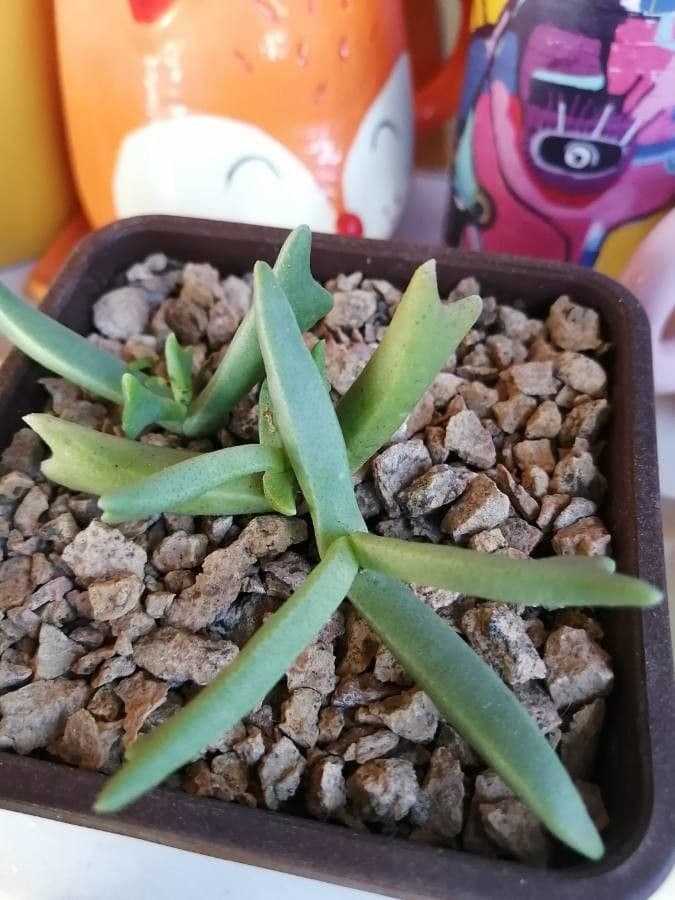 Cheiridopsis 11