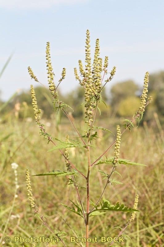 Ambrózia palinolistá 27