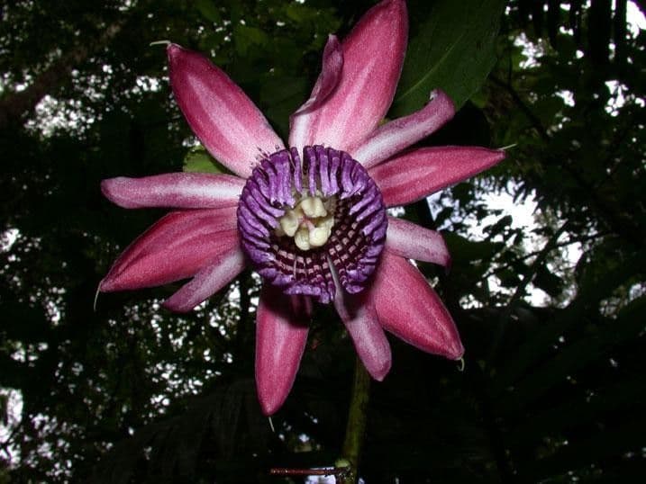 Passiflora ambigua 7