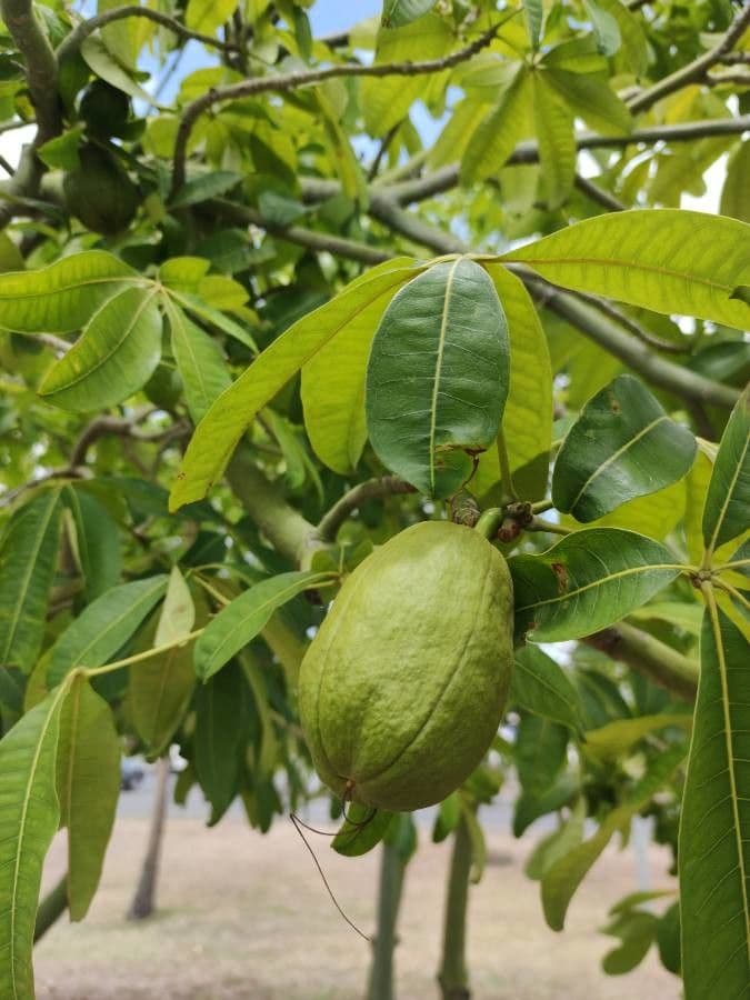 Pachira glabra 3