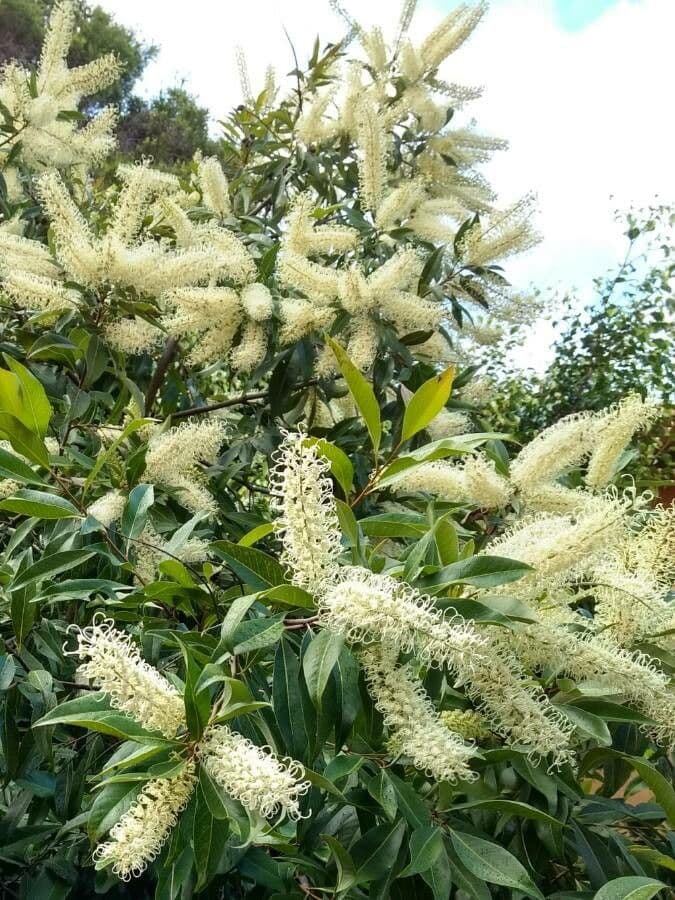 Buckinghamia 8