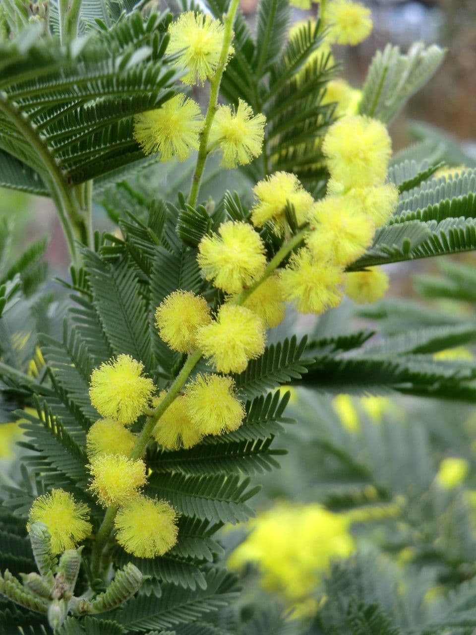 Mimosa 8