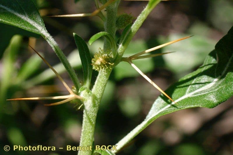 Lappola spinosa 22
