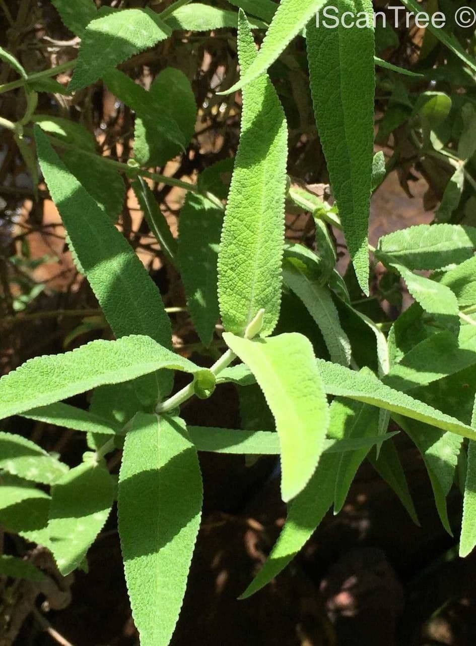 Salbei-Buddleie 12