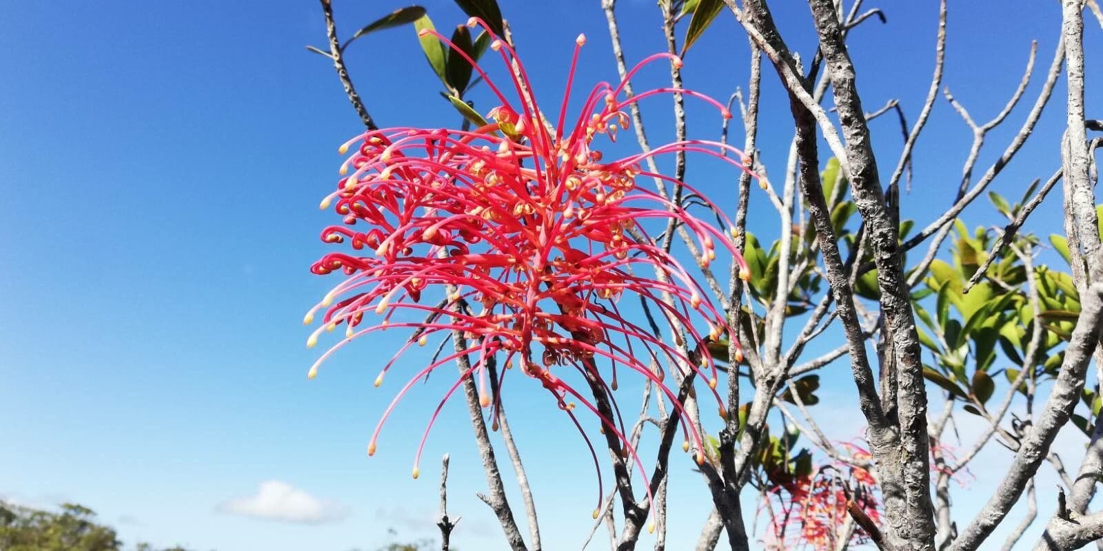 Grevillea