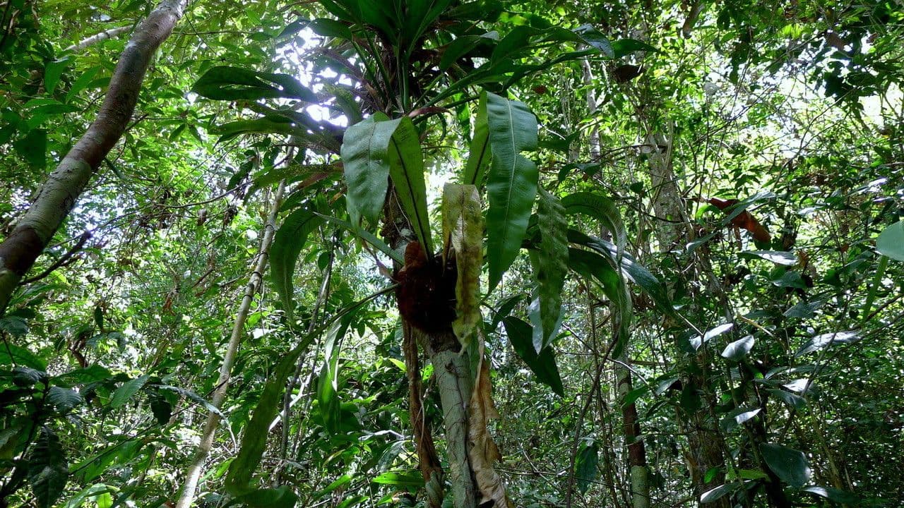 Asplenium serratum 5