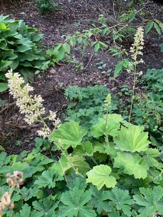 Alumroot peludo 13
