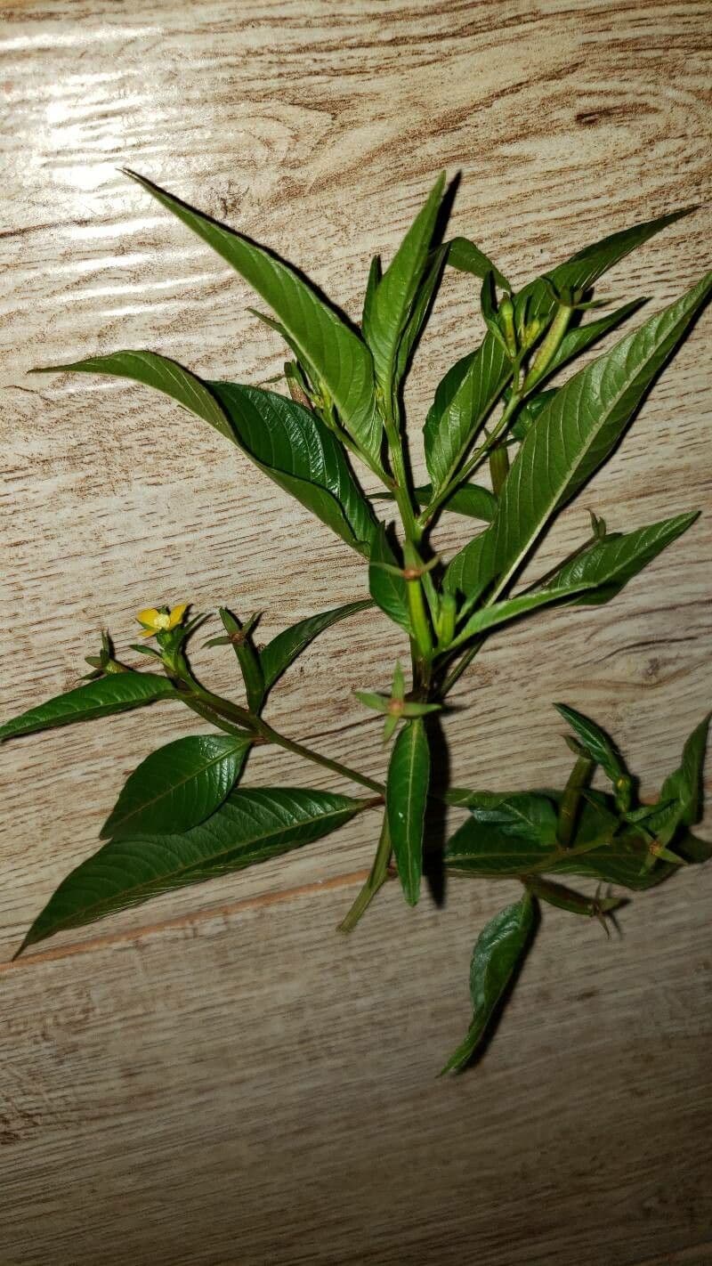 Ludwigia 15