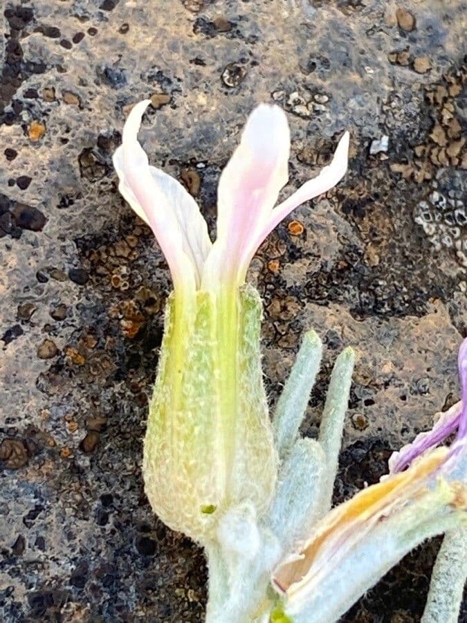 Parolinia 2