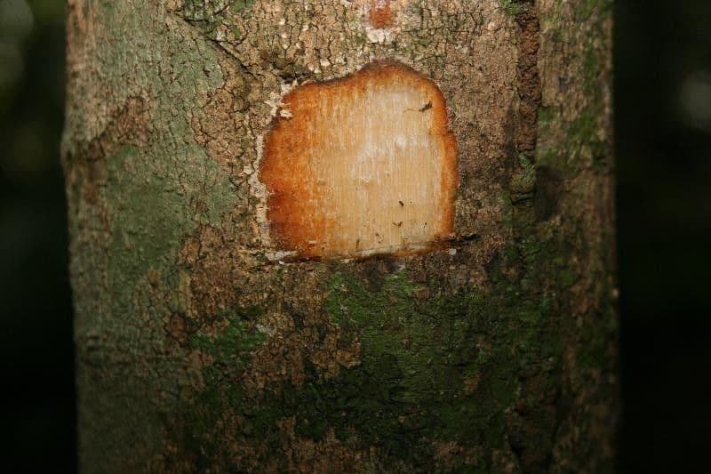 Discophora 16