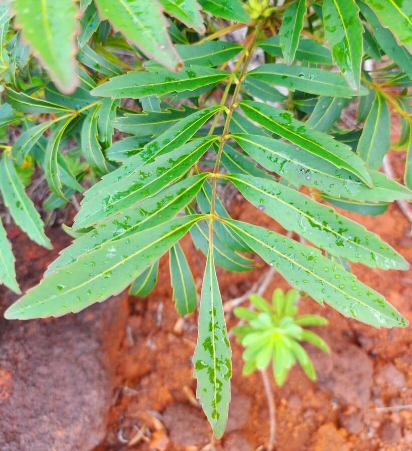 Myodocarpus 15