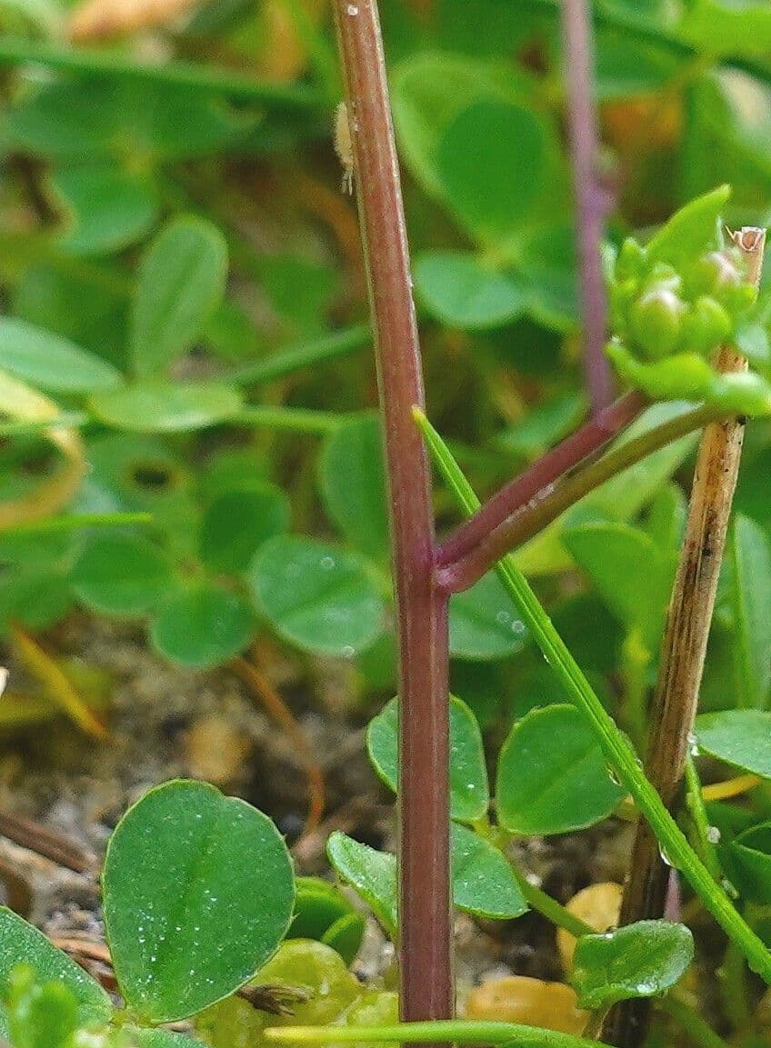 Coclearia danese 21