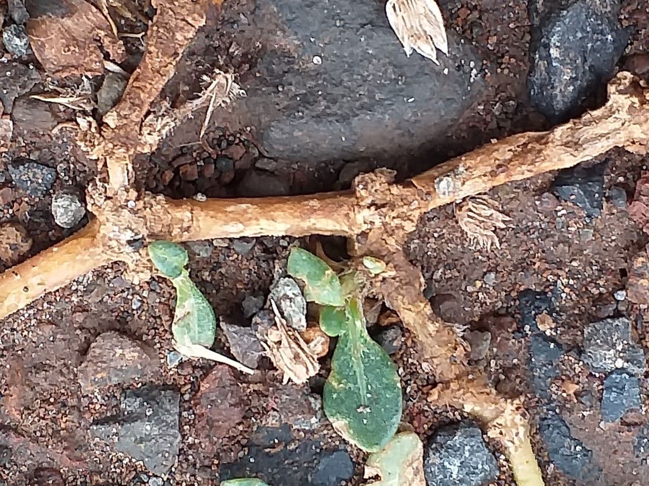 Alternantera pungente 21