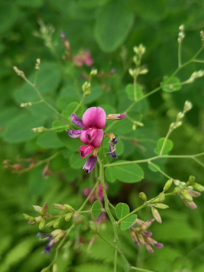Lespedeza bicolore 5