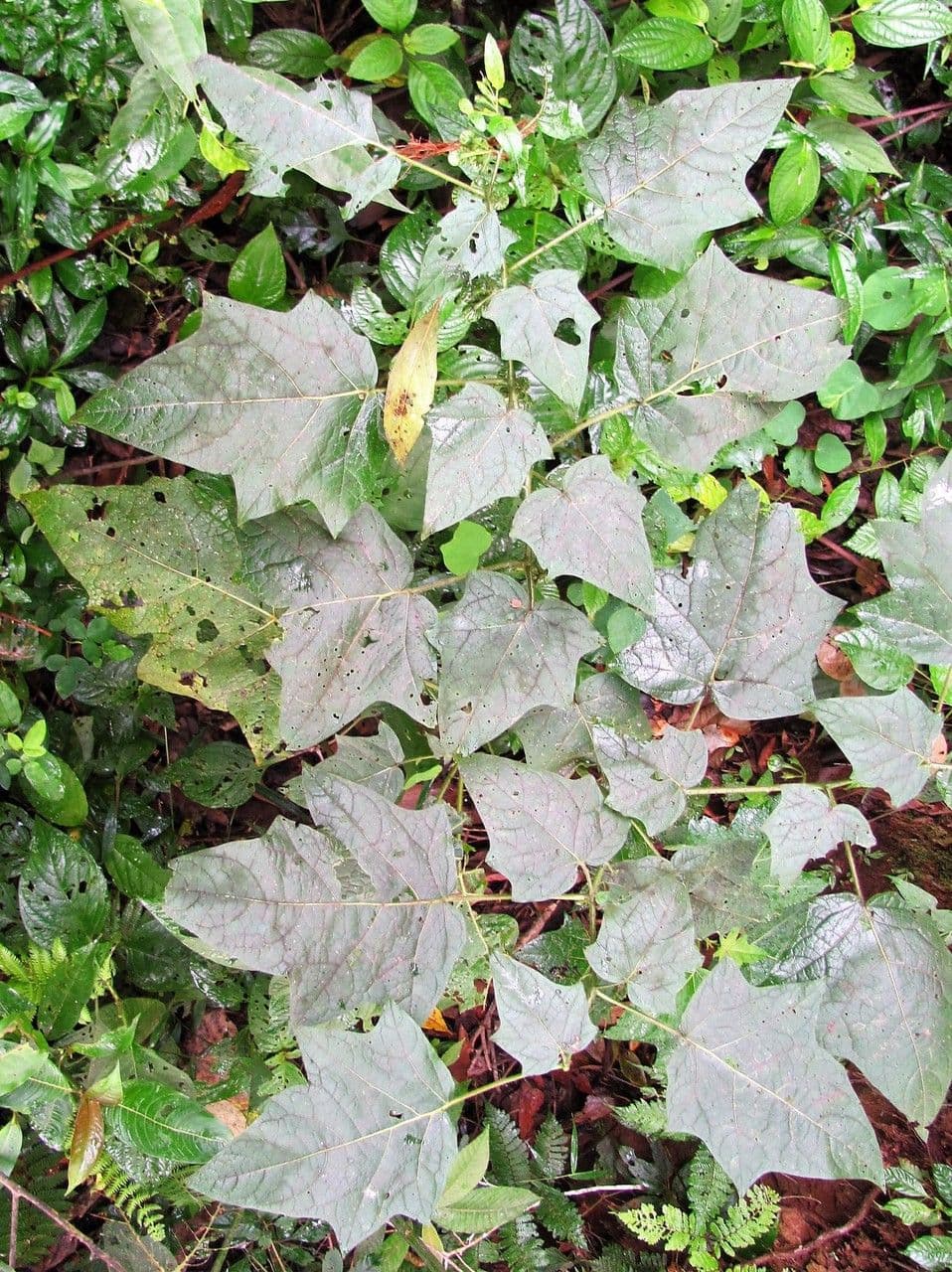 Morelle à feuilles d'érable 2