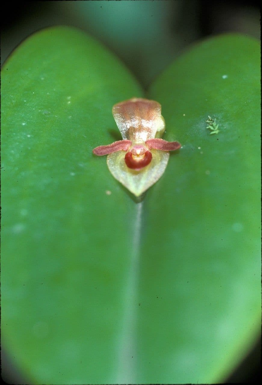 Pleurothallis omoglossa