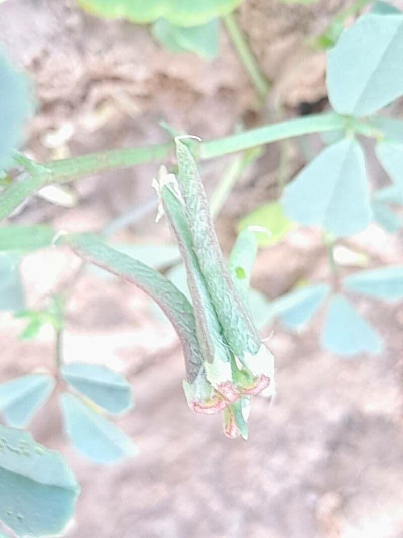 Trigonella glabra 2