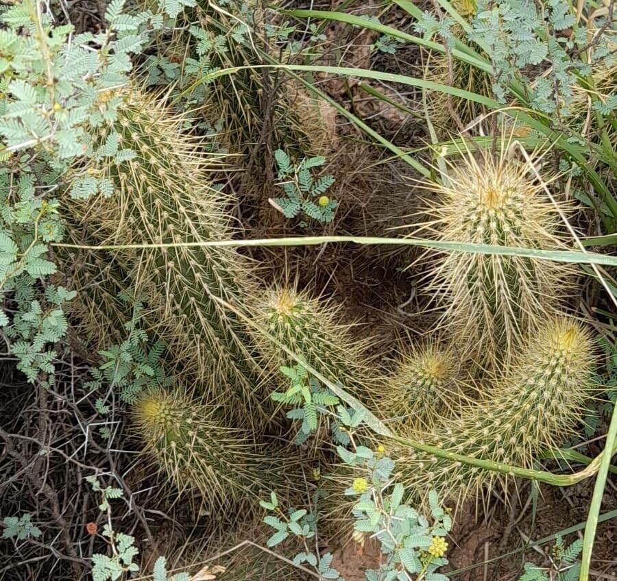 Cactus di Baumann 14