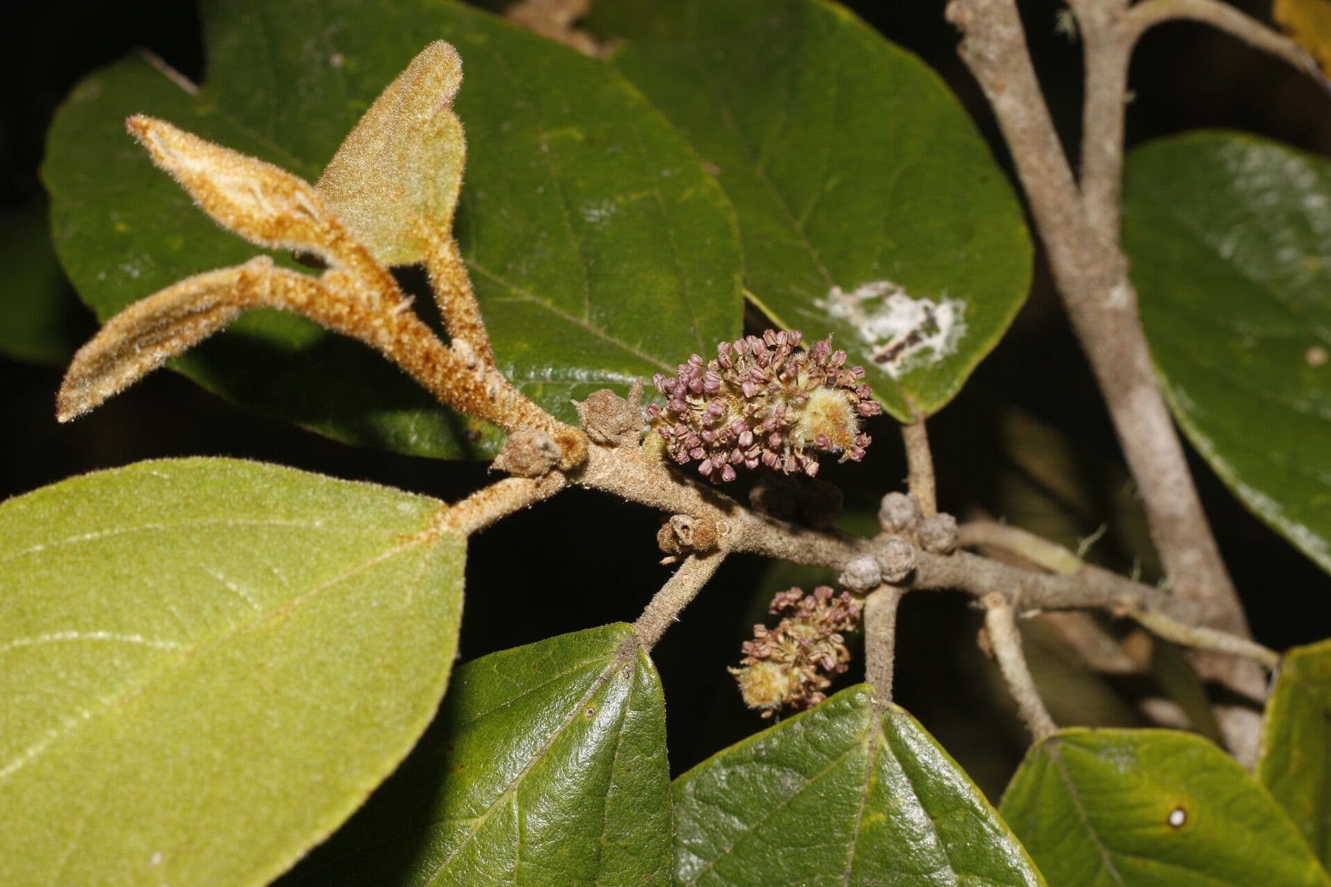 Molinadendron 7