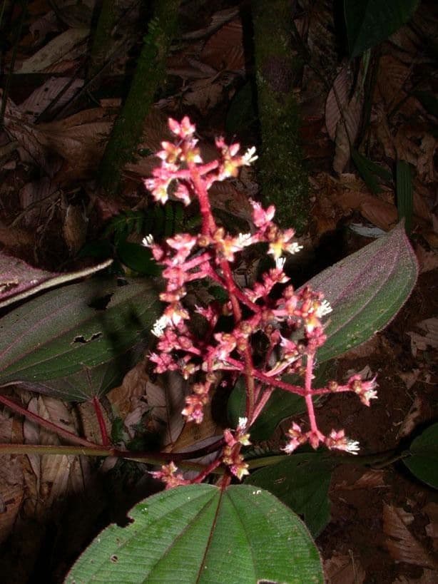 Miconia 17