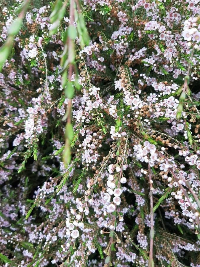 Thryptomene