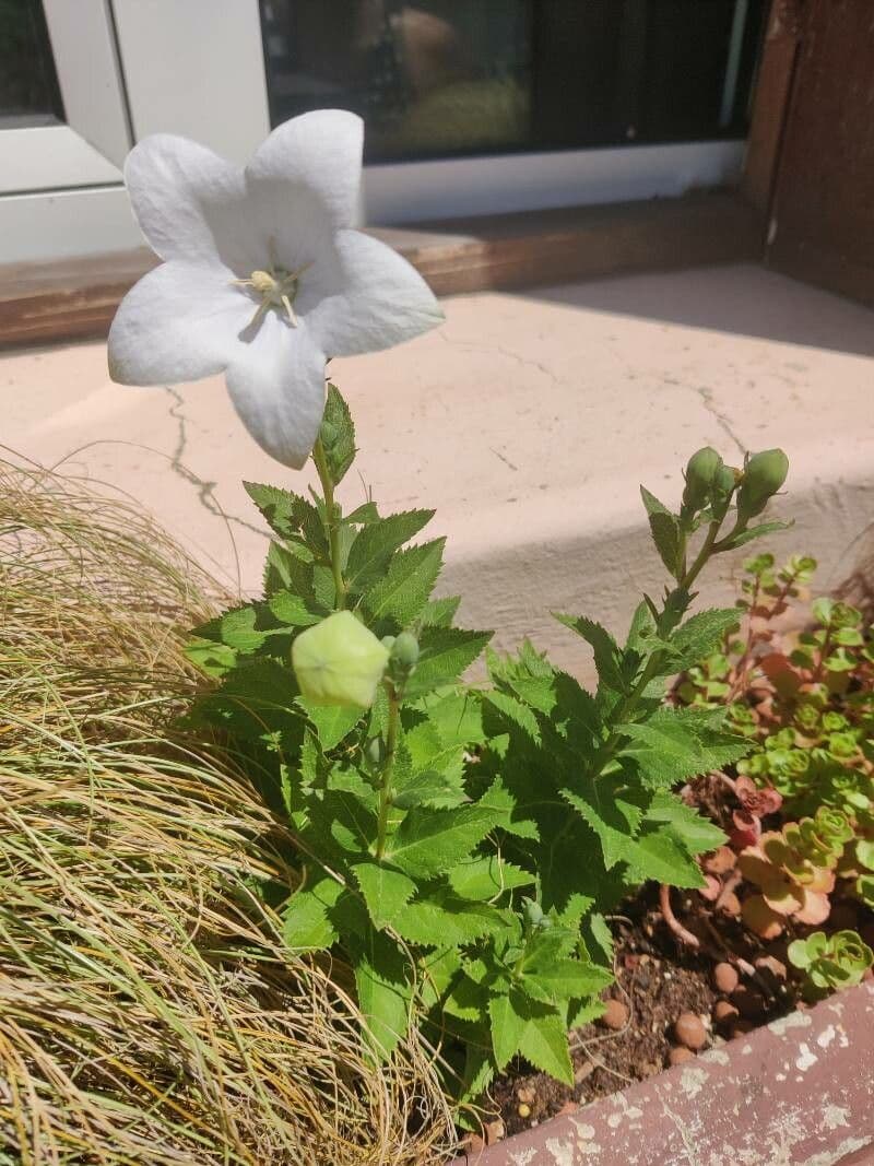 Platycodon à grandes fleurs 14