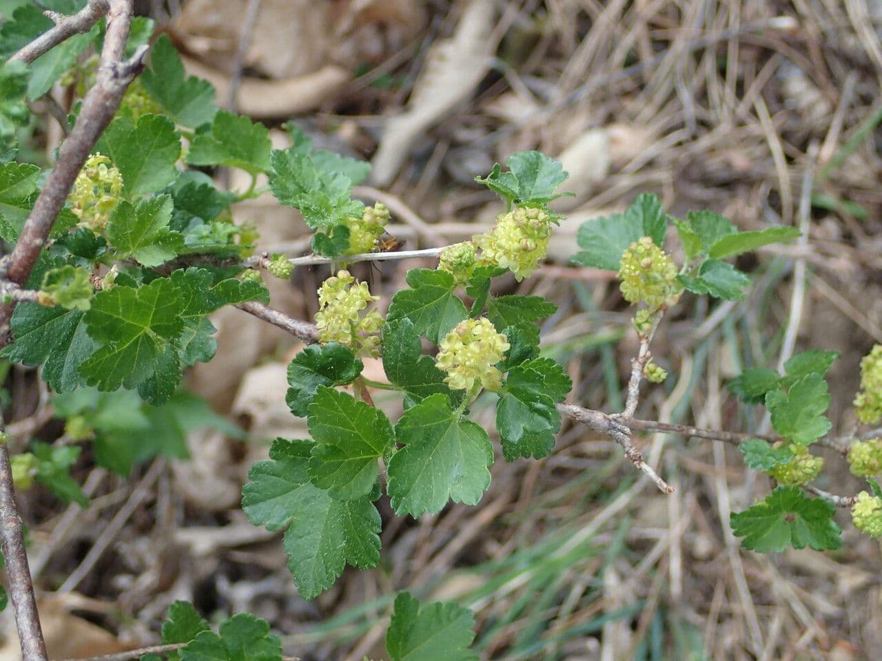 Ribes alpino 28
