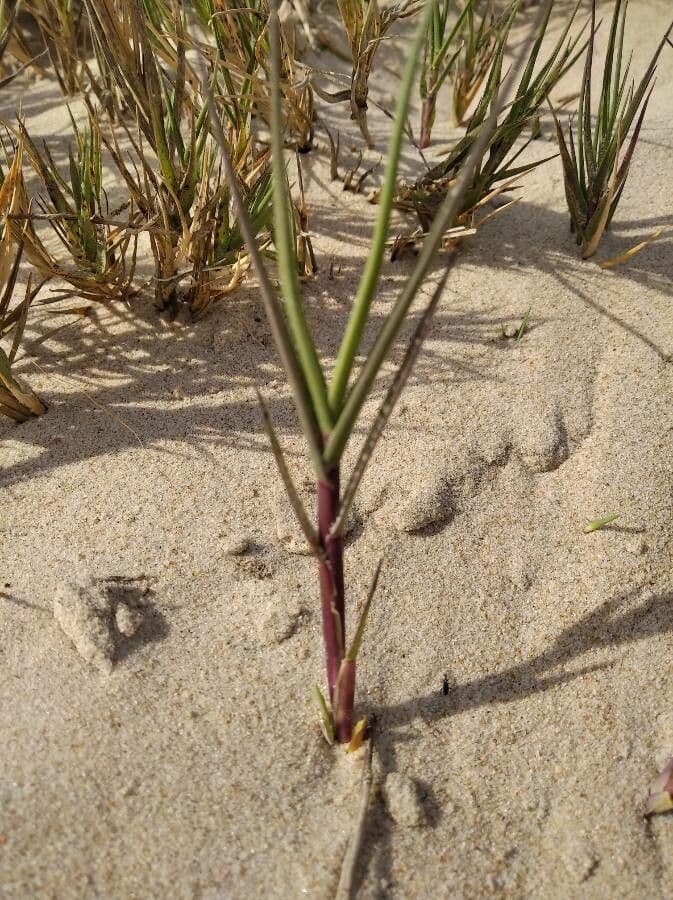 Distichlis spicata 14